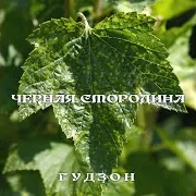 Черная Смородина
